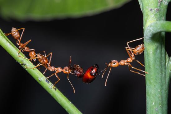 Collection and Identification of Ants around the A.M.U. Campus Aligarh, India.