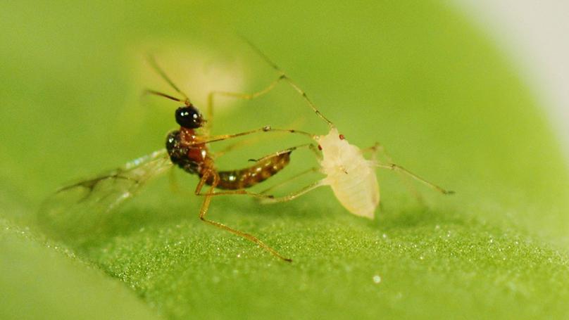 Effects of cis-Jasmone treatment of brassicas on interactions with Myzus persicae aphids and their parasitoid Diaeretiella rapae