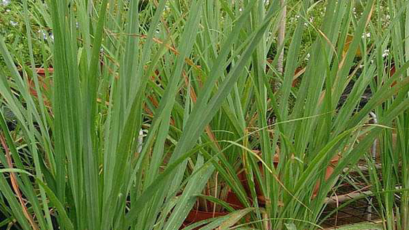 Lemongrass essential oil components with antimicrobial and anticancer activities