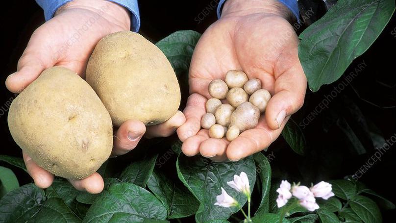 Wild potato ancestors as potential sources of resistance to the aphid Myzus persicae